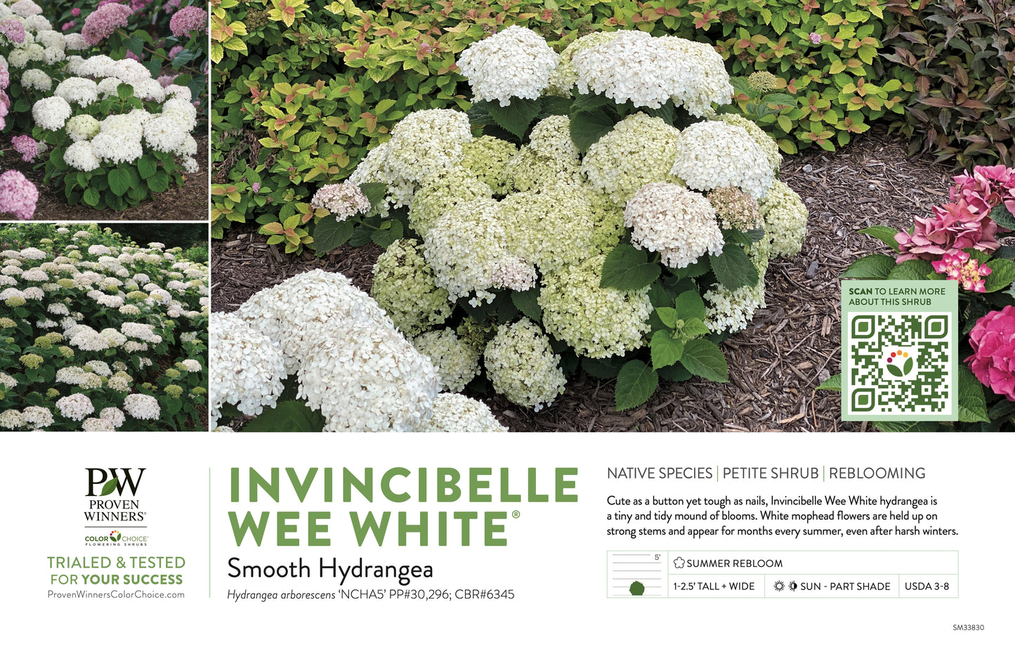 Proven Winners INVINCIBELLE WEE WHITE® Smooth Hydrangea | Hydrangea arborescens 'NCHA5'