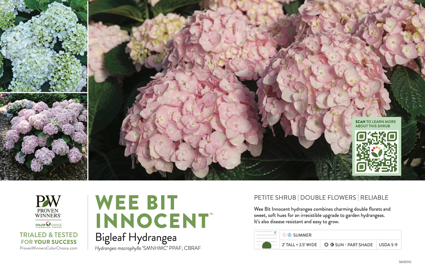Proven Winners Wee Bit Innocent™ Bigleaf Hydrangea | Hydrangea macrophylla 'SMNHMC'