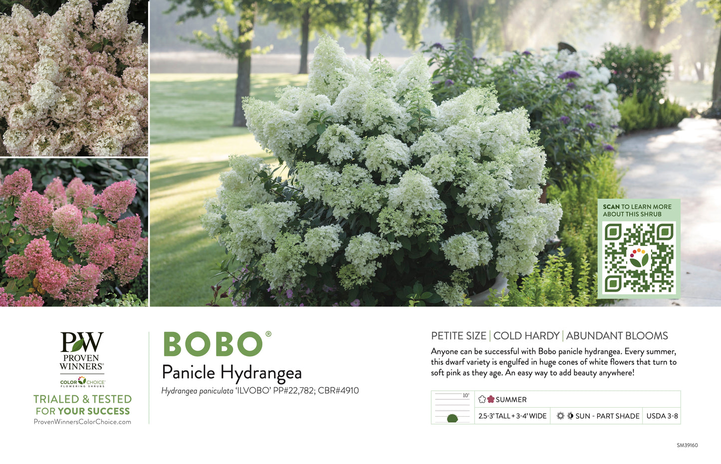 Proven Winners BOBO® Hydrangea - Panicle | Hydrangea paniculata 'ILVOBO'