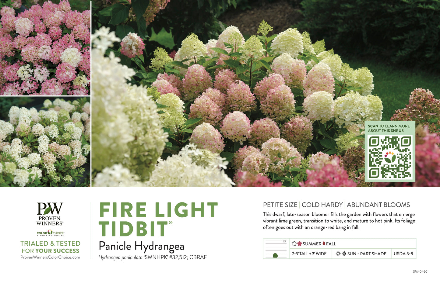 Proven Winners Fire Light Tidbit® Panicle Hydrangea | Hydrangea paniculata 'SMNHPK'