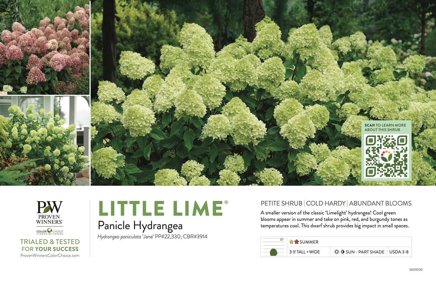 Proven Winners LITTLE LIME® Panicle Hydrangea | Hydrangea paniculata 'Jane'