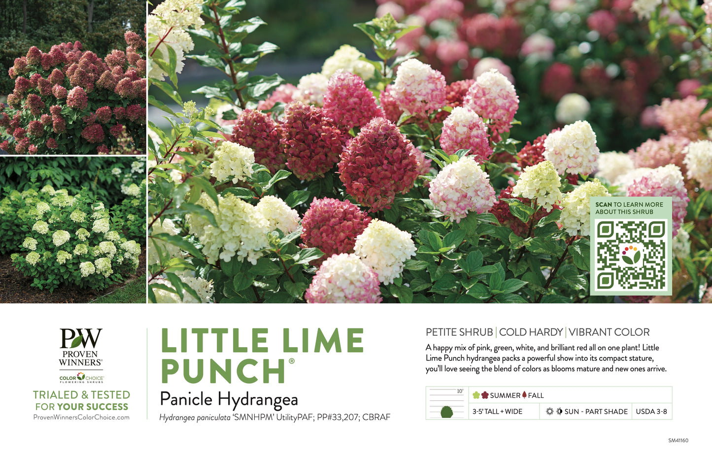 Proven Winners Little Lime Punch® Panicle Hydrangea | Hydrangea paniculata 'SMNHPH'