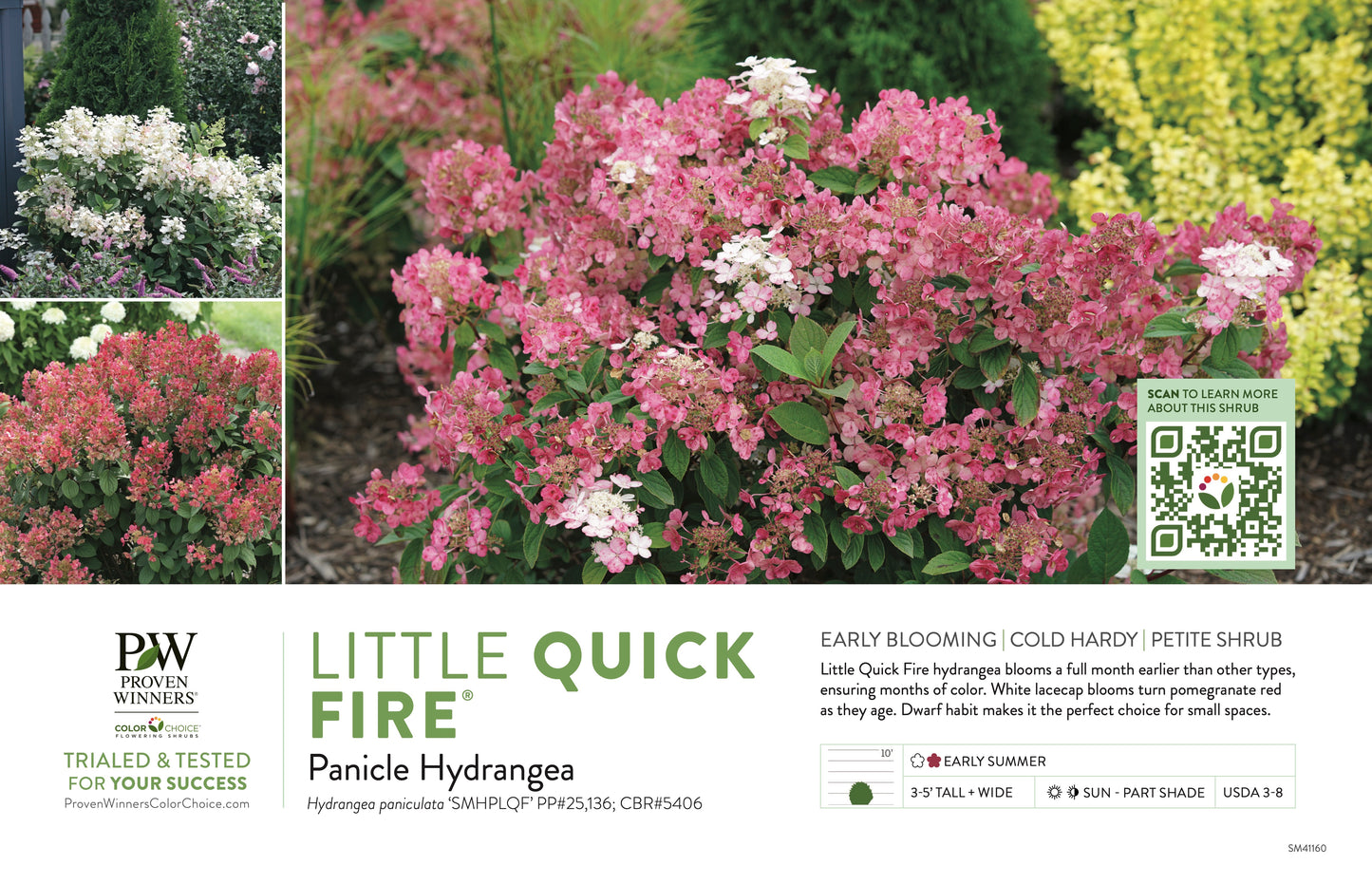 Proven Winners Little QUICK FIRE® Panicle Hydrangea | Hydrangea paniculata 'SMHPLQF'