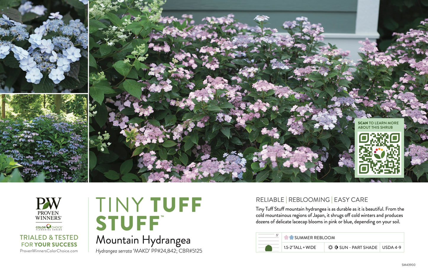 Proven Winners Tiny TUFF STUFF™ Mountain Hydrangea | Hydrangea Serrata 'MAKD'