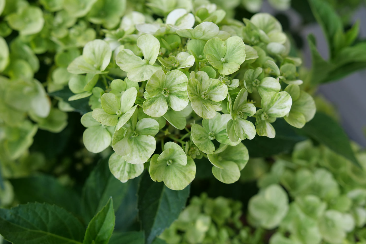 Proven Winners FAIRYTRAIL™ Green Cascade Hydrangea | Hydrangea × 'WNHYDFBWMH'