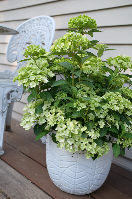 Proven Winners FAIRYTRAIL™ Green Cascade Hydrangea | Hydrangea × 'WNHYDFBWMH'