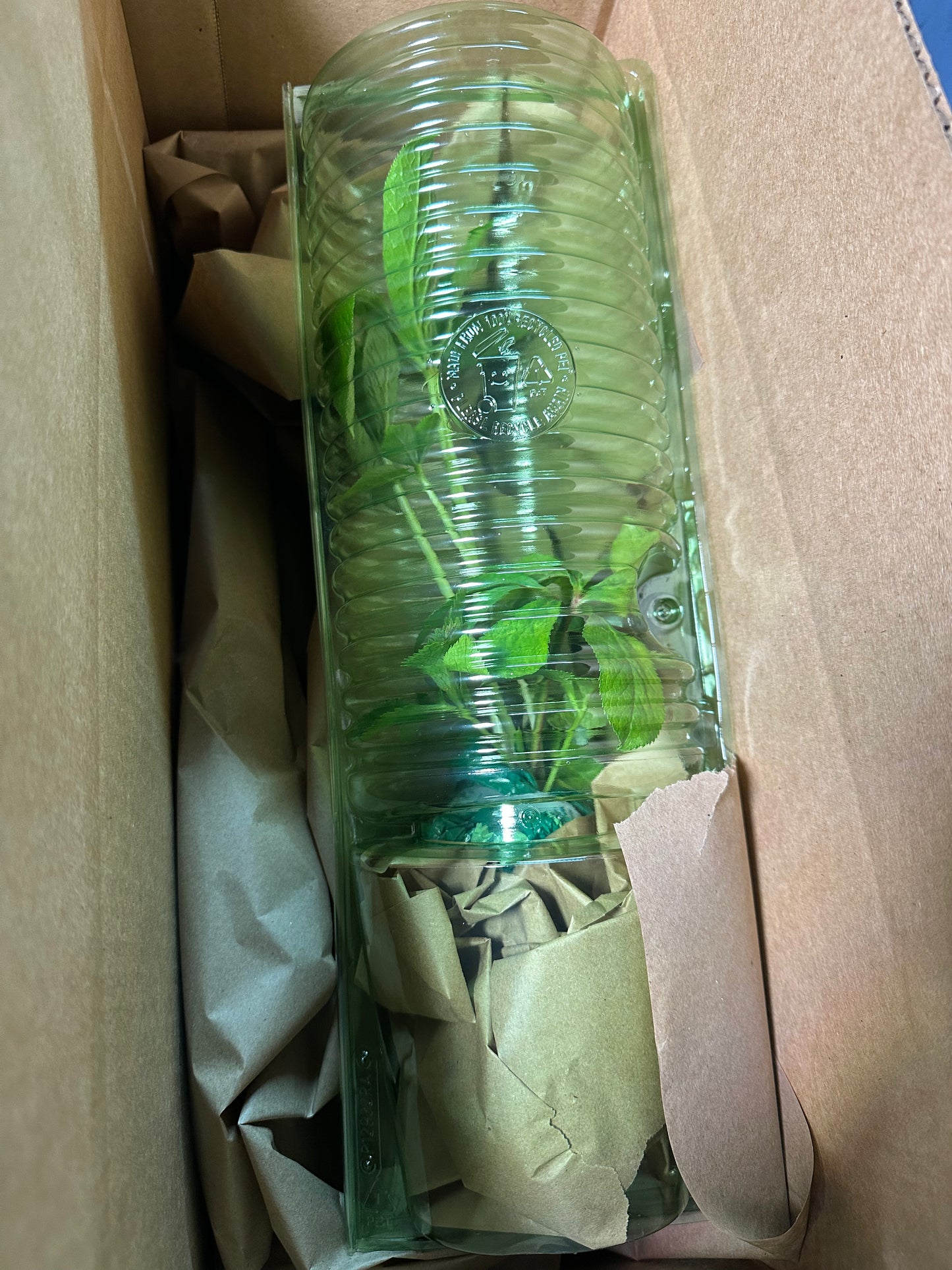 hellebore lenten rose packed for shipping