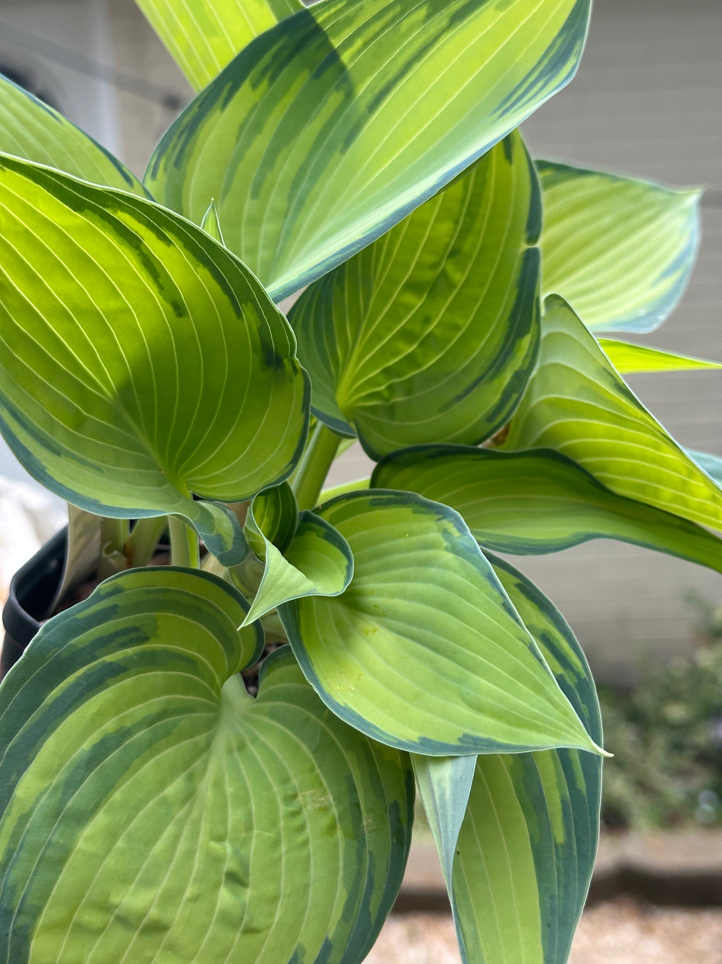 live hosta plant leaves