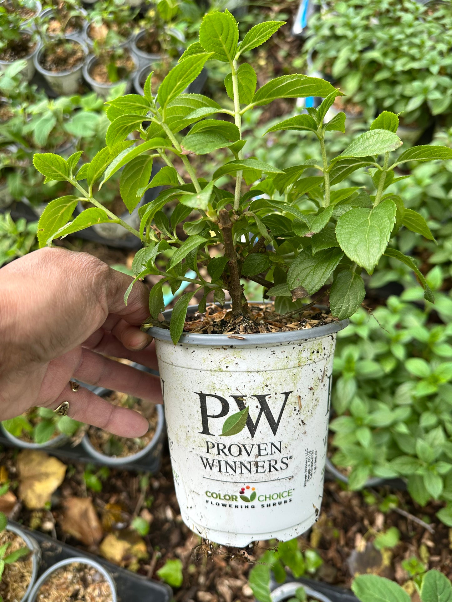 Proven Winners Little Lime Punch® Panicle Hydrangea | Hydrangea paniculata 'SMNHPH'