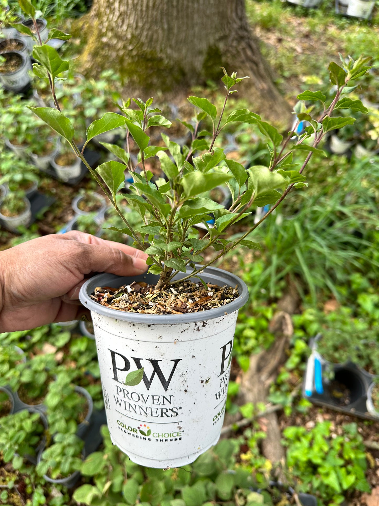 Proven Winners BLOOMERANG® Dark Purple Lilac - Reblooming | Syringa 'SMSJBP7'