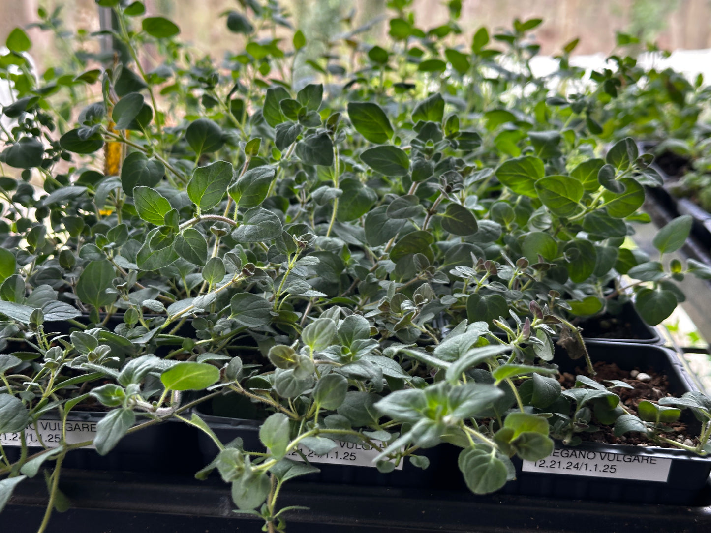Oregano - 3-pack | Origanum vulgare