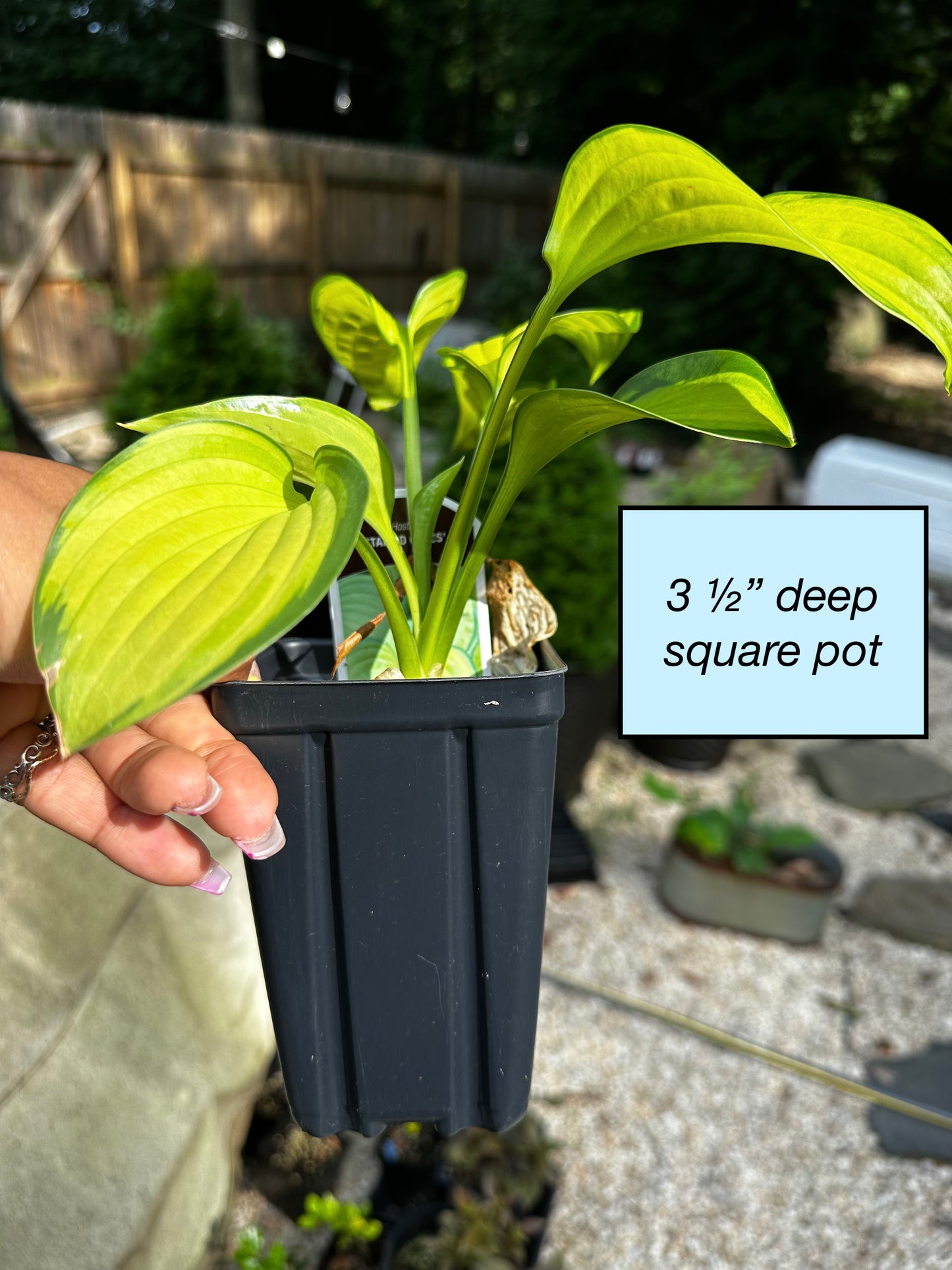 Hosta, 'Stained Glass' | Hosta 'Stained Glass'