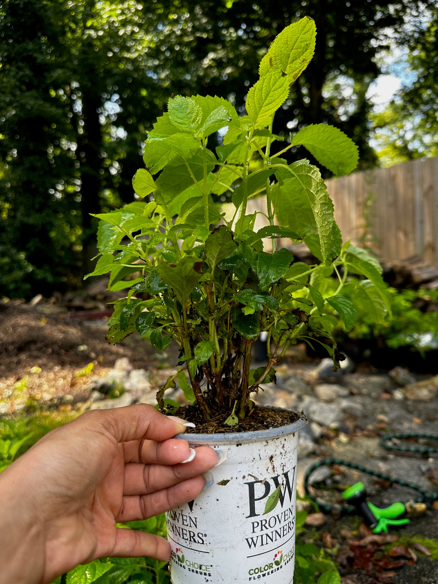 Proven Winners INCREDIBALL® Hydrangea - Smooth | Hydrangea arborescens 'Abetwo'