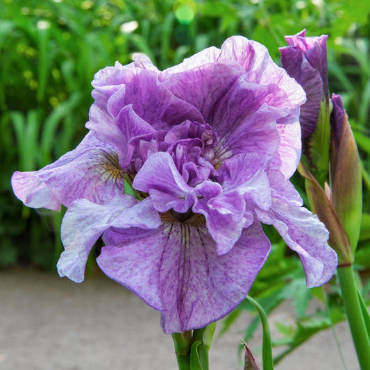 Credit: Barnsdale Gardens
