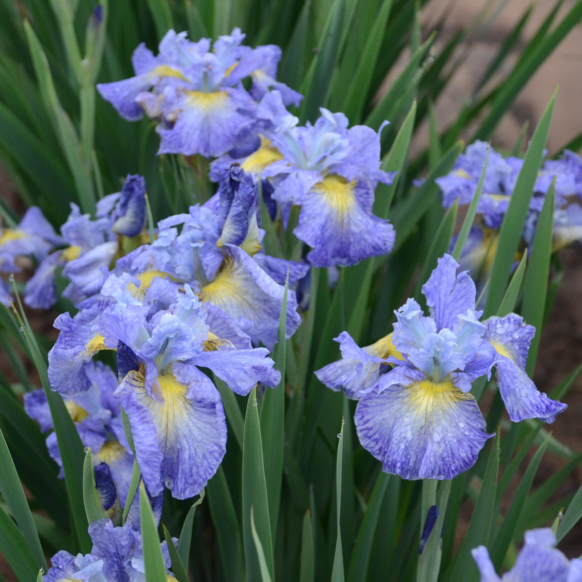 Credit: Walters Gardens, Inc