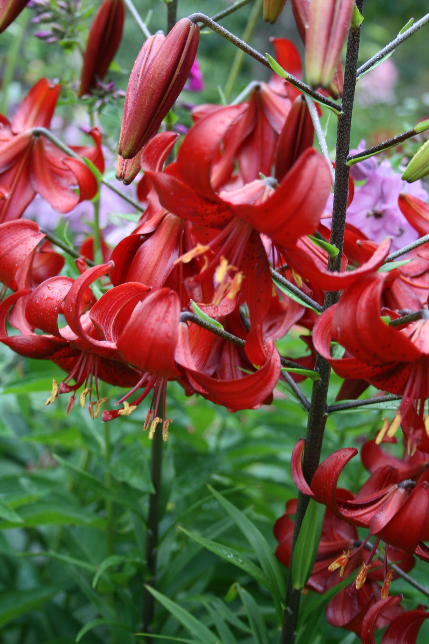 Lily, Tiger 'Red Velvet' - 3-pack | Lilium tigrinum 'Red Velvet'