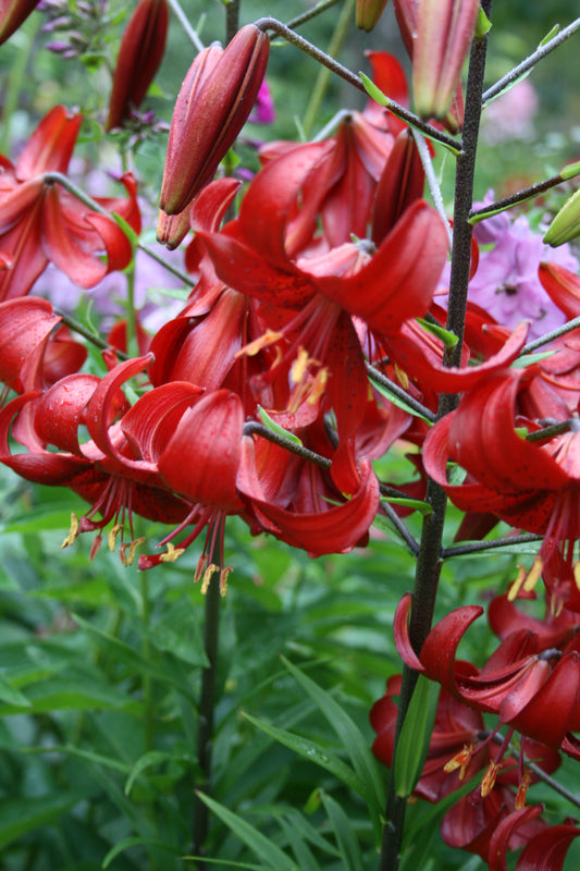 Lily, Tiger 'Red Velvet' - 3-pack | Lilium tigrinum 'Red Velvet'