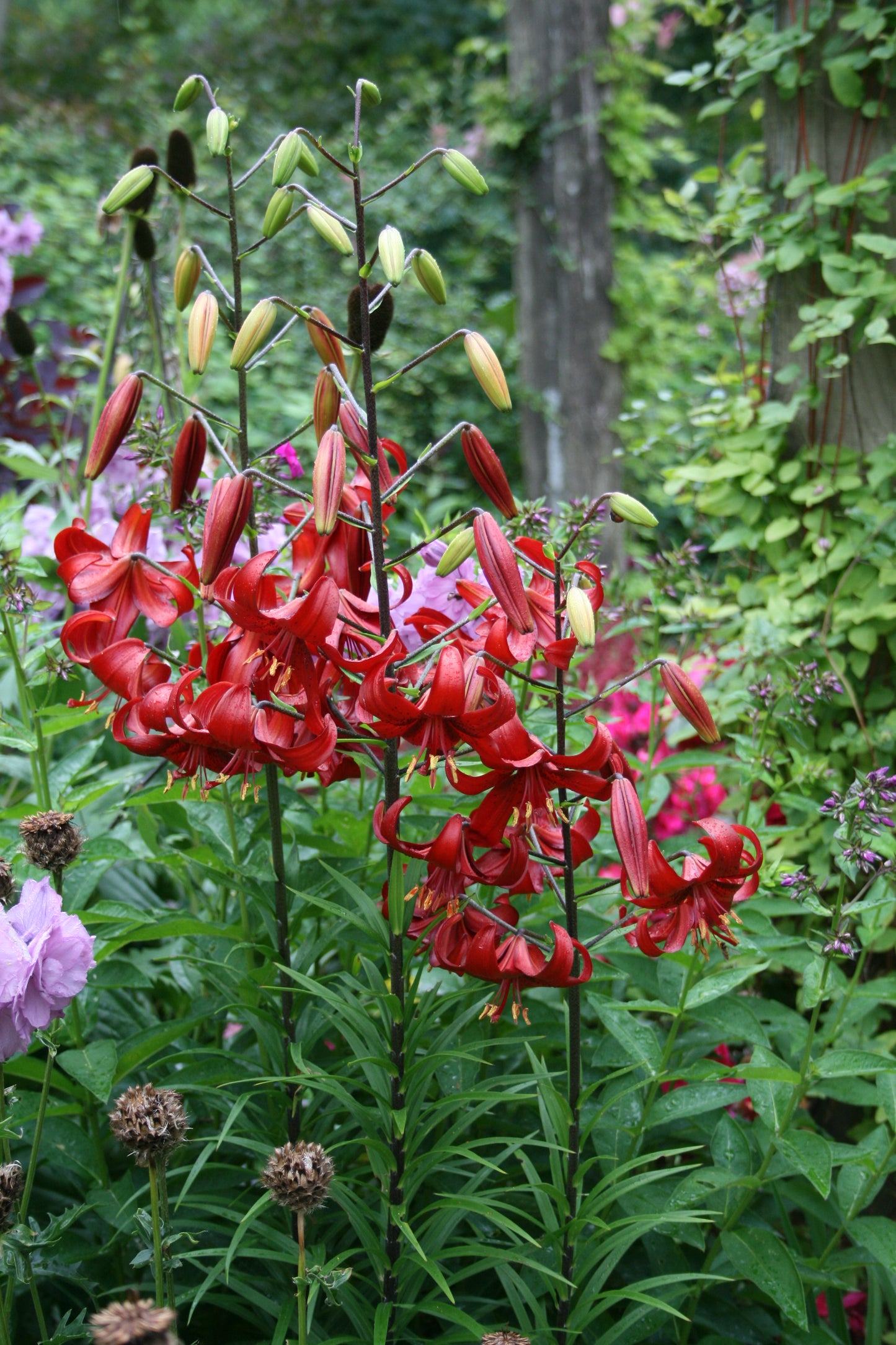 Lily, Tiger 'Red Velvet' - 3-pack | Lilium tigrinum 'Red Velvet'