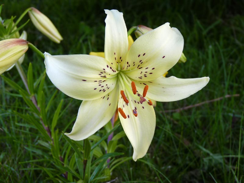white lily psychedelic Lily, Tiger 'White Twinkle'