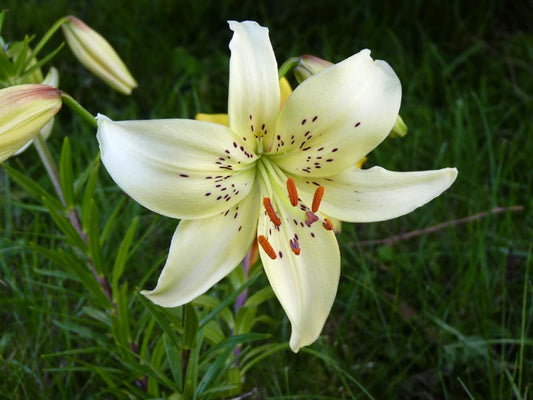 Lily, Tiger 'White Twinkle' - 3-pack | Lilium tigrinum 'White Twinkle'