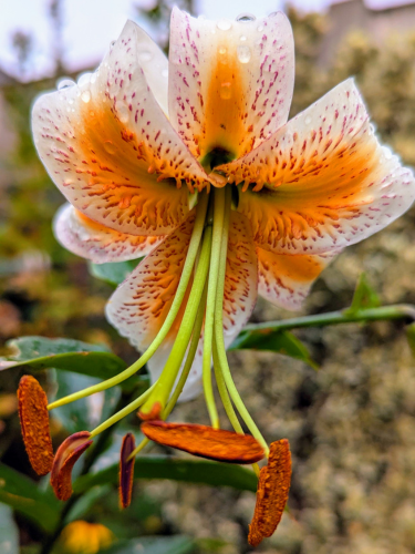 Credit: Harts Nursery