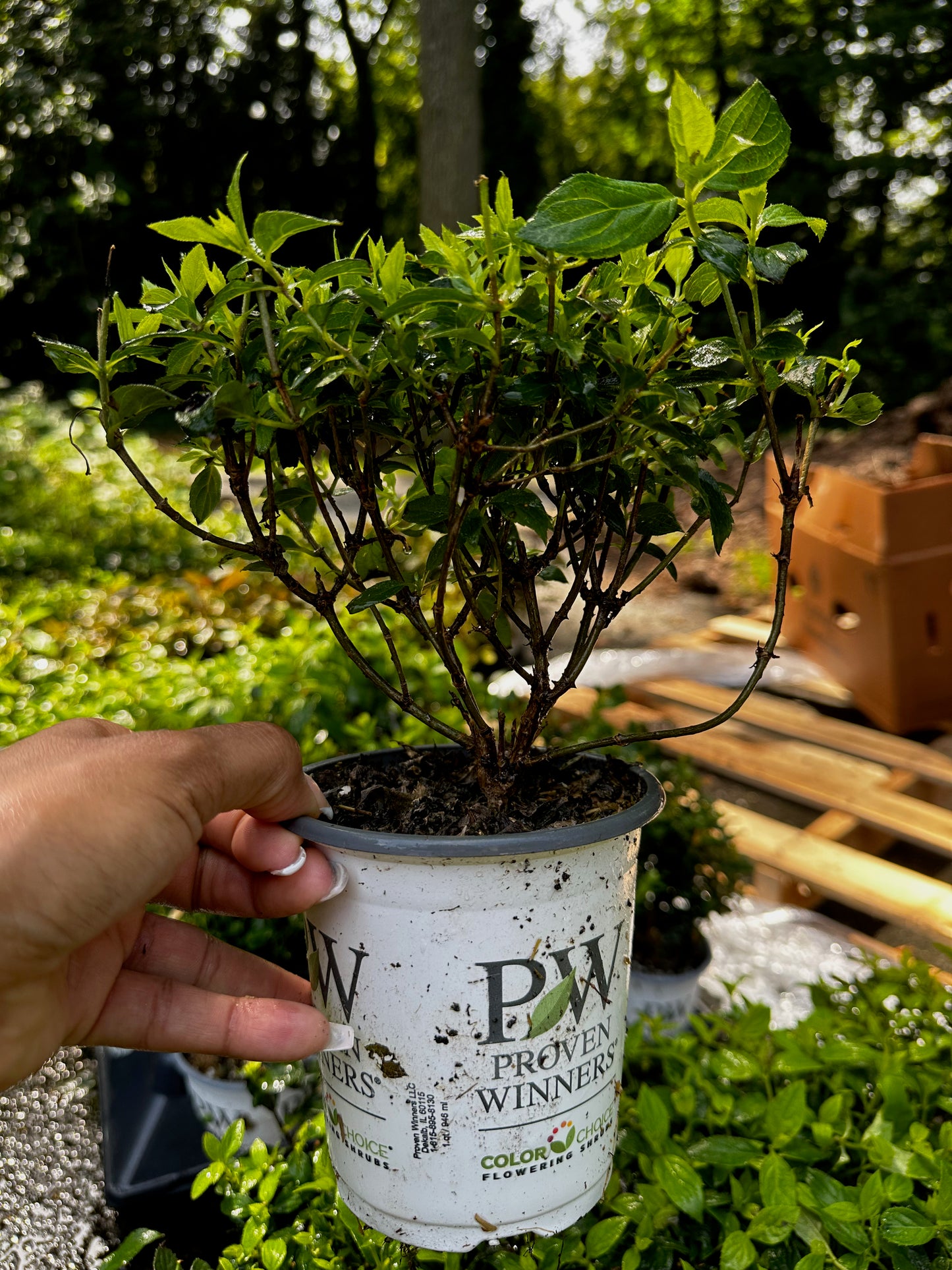 Proven Winners LIMELIGHT PRIME® Panicle Hydrangea | Hydrangea paniculata 'SMNHPPH'