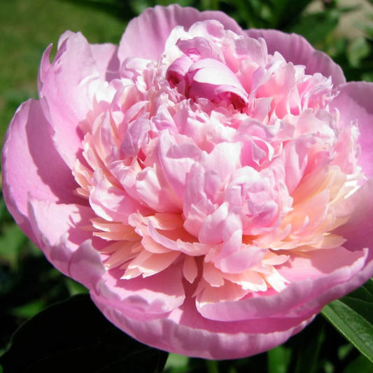 Peony 'Sorbet' | Paeonia lactiflora 'Sorbet'