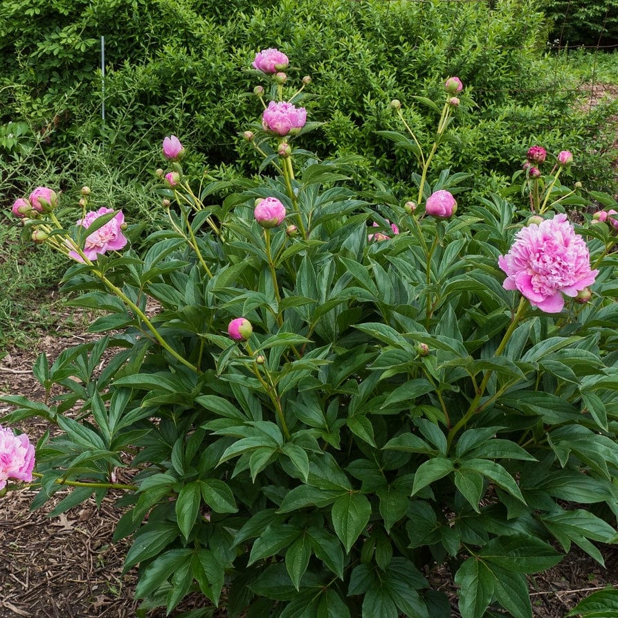 Peony 'Sorbet' | Paeonia lactiflora 'Sorbet'