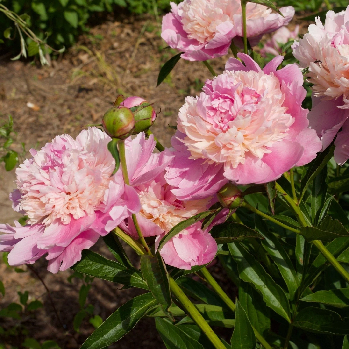 Peony 'Sorbet' | Paeonia lactiflora 'Sorbet'