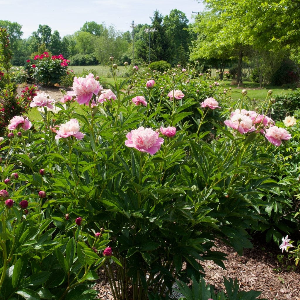 Peony 'Sorbet' | Paeonia lactiflora 'Sorbet'
