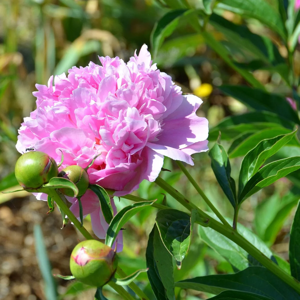 Peony 'Sorbet' | Paeonia lactiflora 'Sorbet'