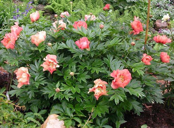 itoh peony 'Julia Rose' shrub in bloom