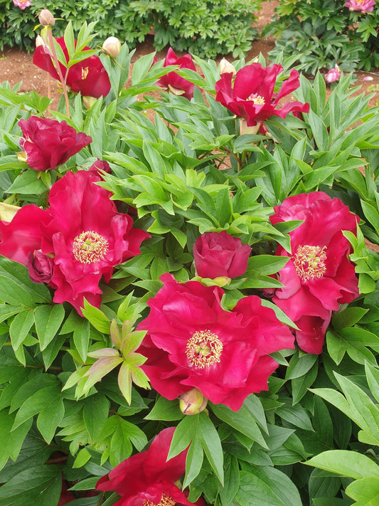 Credit: Gateforth Farm