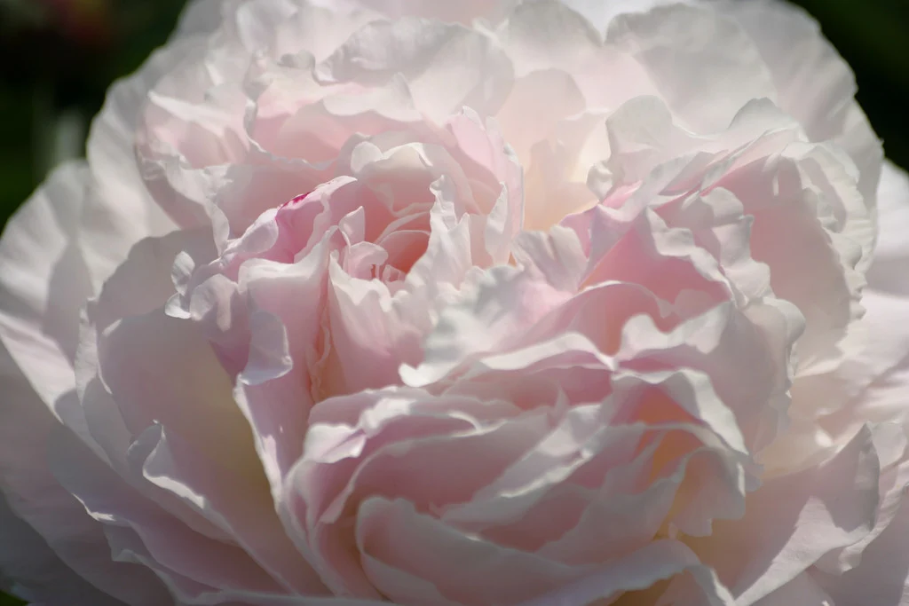 Peony 'Shirley Temple' | Paeonia lactiflora 'Shirley Temple'