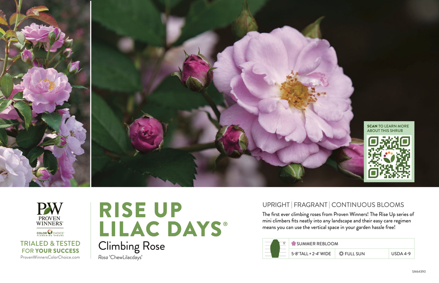 Proven Winners Rise Up Lilac Days® Climbing Rose | Rosa x 'ChewLilacdays'