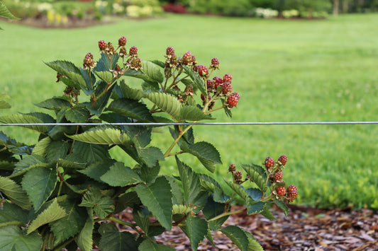 Thornless Blackberry, Taste of Heaven® | Rubus 'Ponca'