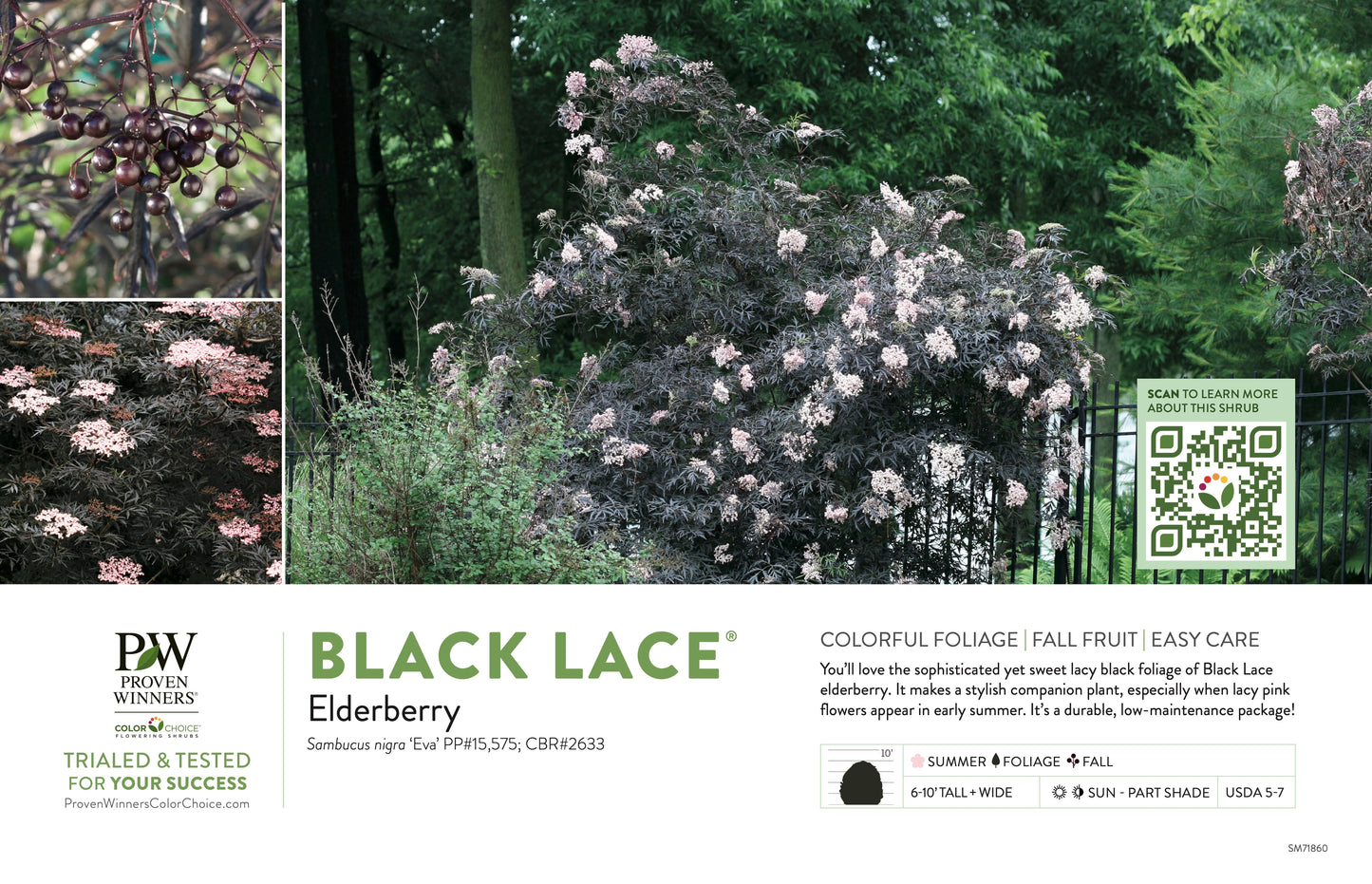 Proven Winners Black Lace® Elderberry | Sambucus nigra 'Eva'