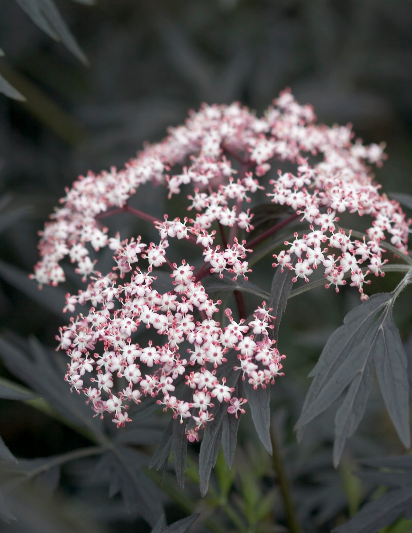 Proven Winners Black Lace® Elderberry | Sambucus nigra 'Eva'