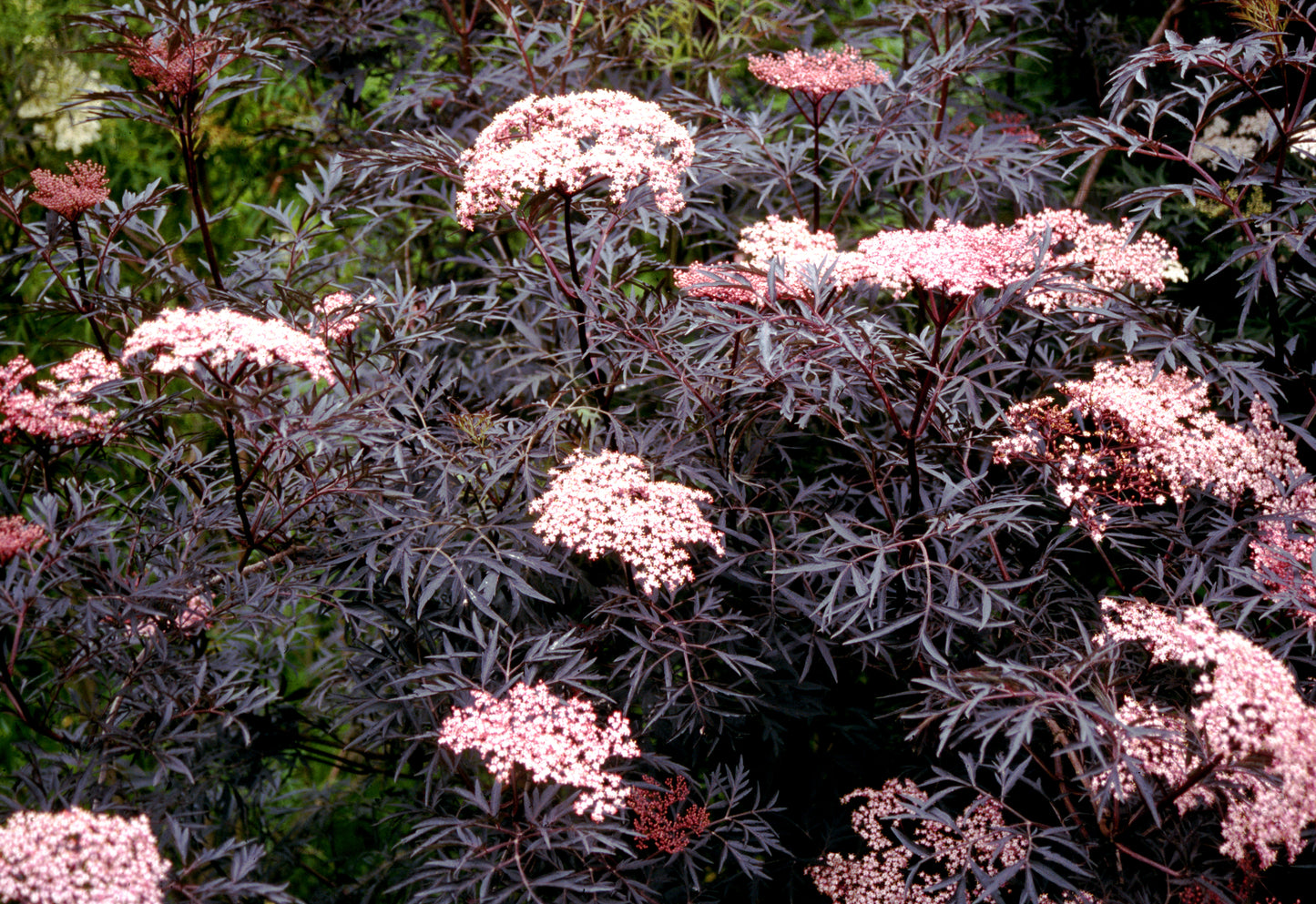 Proven Winners Black Lace® Elderberry | Sambucus nigra 'Eva'