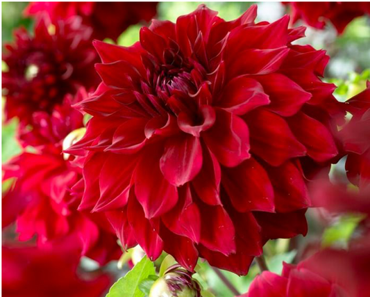 Dahlia, Dinnerplate 'Mingus Alex' | Dinnerplate Dahlia