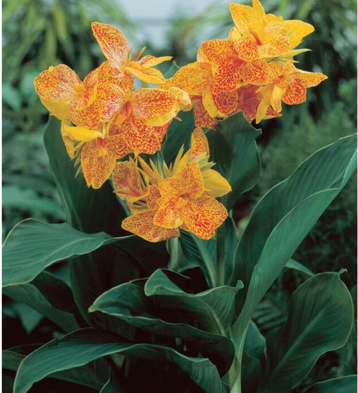 Canna, Dwarf 'Golden Lucifer' | Canna x generalis 'Golden Lucifer'