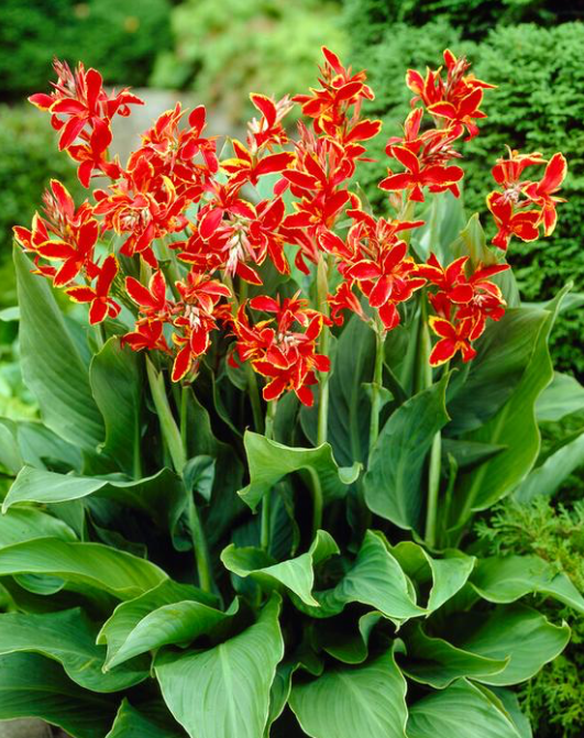 Canna, Dwarf 'Lucifer' | Canna x generalis 'Lucifer'