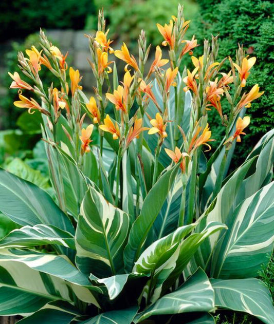 Canna, Tall 'Stuttgart' | Canna x generalis 'Stuttgart'