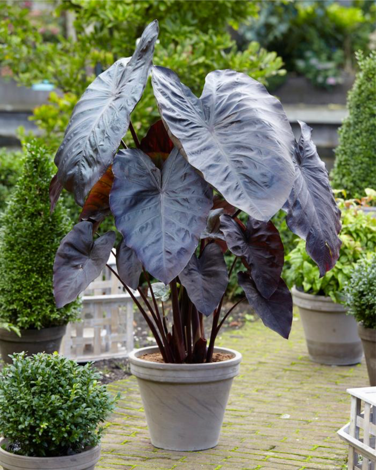 Elephant Ear, Diamond Head | Colocasia esculenta 'Diamond Head'