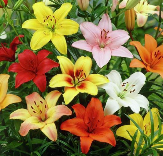 Lily, Asiatic Mix - 12-pack | Lilium spp.