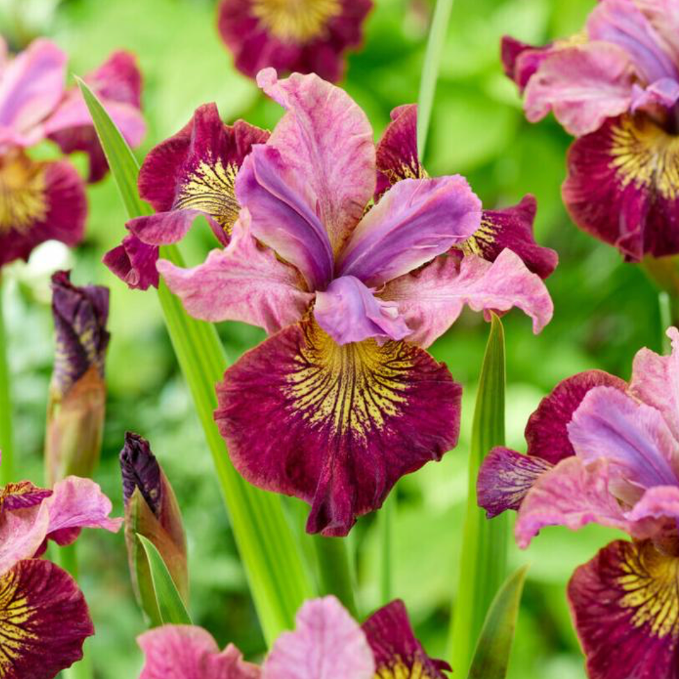 Peacock Butterfly™ Siberian Iris,  'Miss Apple' 3/6-pack | Iris sibirica 'Miss Apple'