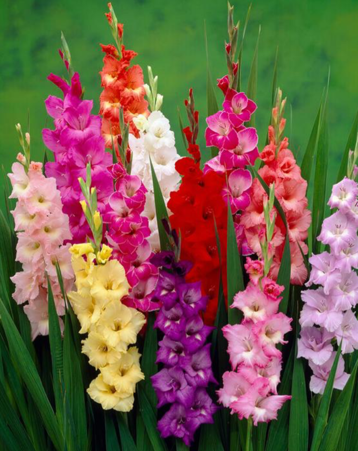 Gladiolus, Bambino Mix - 10/20-pack | Gladiolus x bambino
