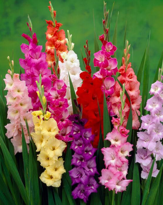 Gladiolus, Bambino Mix - 10/20-pack | Gladiolus x bambino