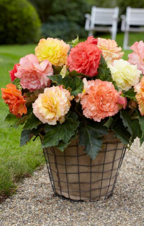 Begonia, Samba Mix - 3/6-pack | Begonia x tuberhydrida
