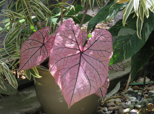 Caladium, Spring Fling  - 3/6/10/30-pack |  Caladium 'Spring Fling'